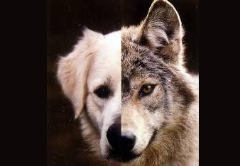 صورة المقال 2 في الترفيه